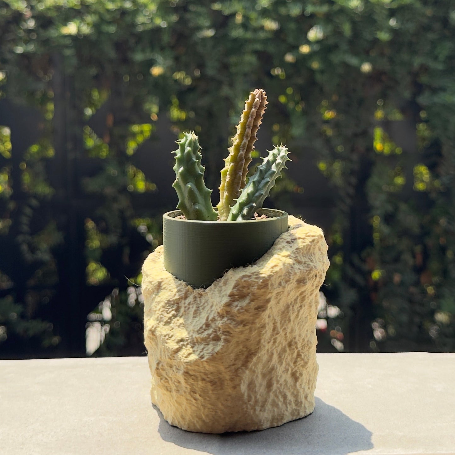 Cactus in a pot on a rock with a blurred greenery background