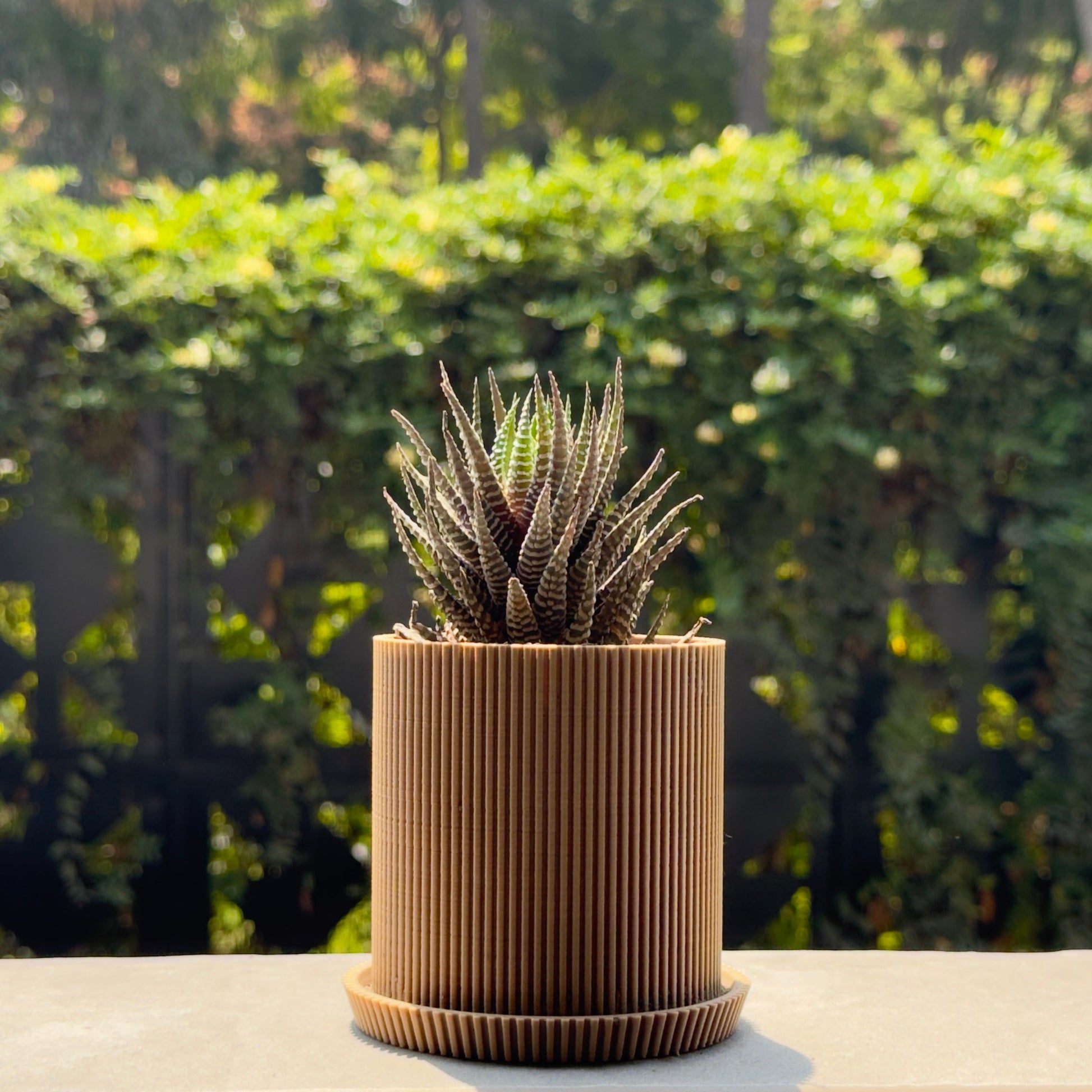 Small cactus in a ribbed brown pot on a ledge with a blurred green outdoor background