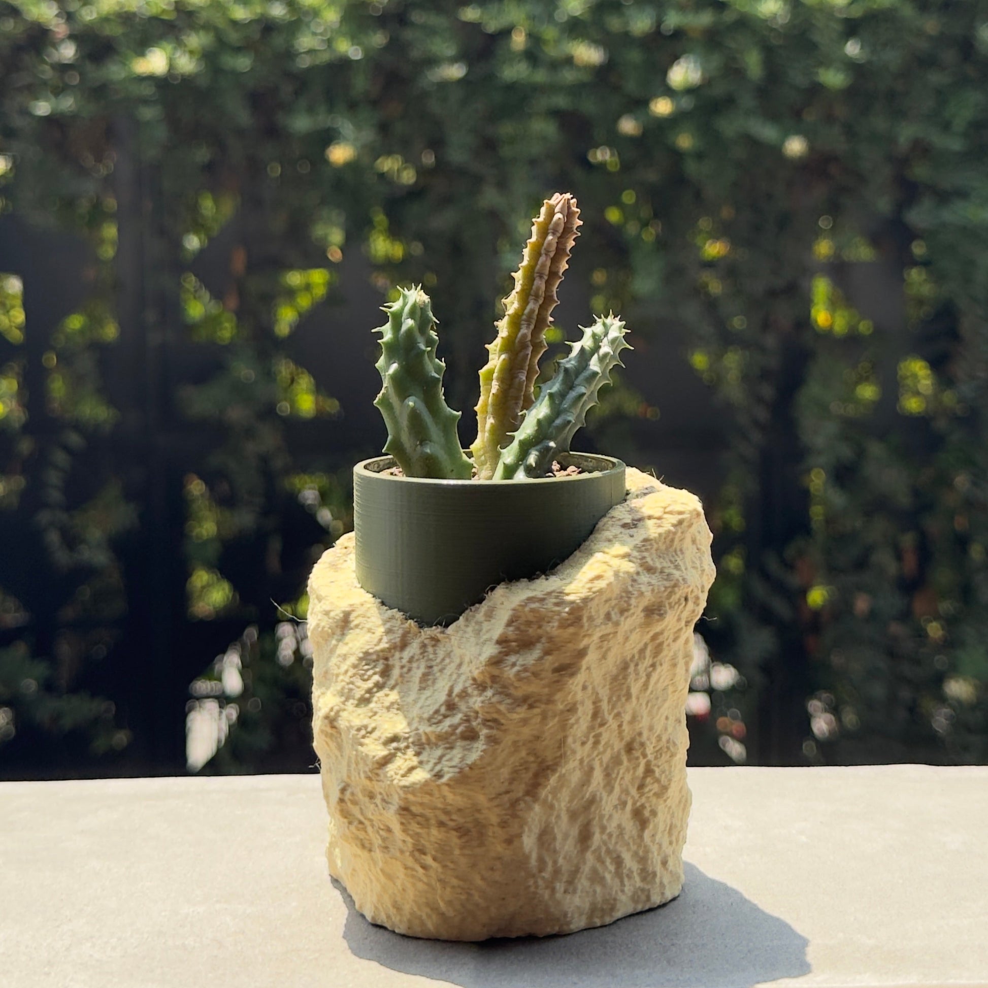 Cactus in a pot on a rock with a blurred greenery background