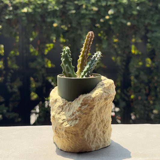 Cactus in a pot on a rock with a blurred greenery background