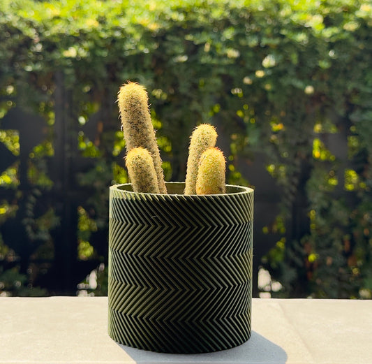 Cactus in a patterned pot on a windowsill with a blurred green outdoor background